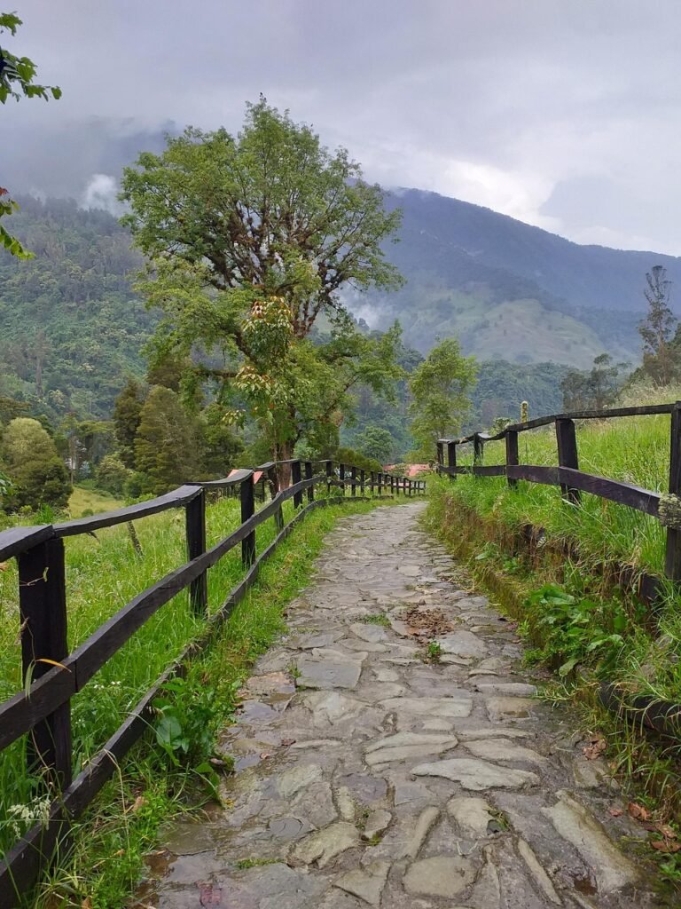 colombia, tolima, ibagué, nature, path, tree, landscape